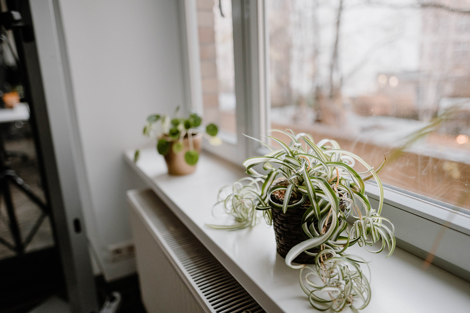 Pflanzen am Fenster im Büro